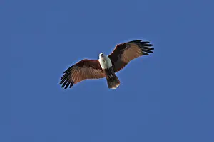 Brahminy: Brahminy Kite