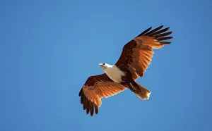 Haliastur: Brahminy Kite