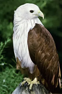 Haliastur: Brahminy Kite - Close up of an adult