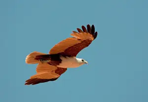 Haliastur: Brahminy Kite - flying