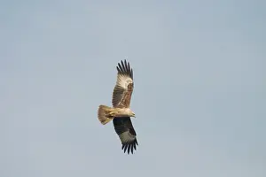 Haliastur: Brahminy Kite - Juvenile in flight