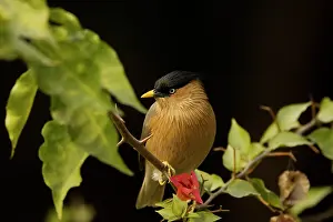 Brahminy: Brahminy Starling
