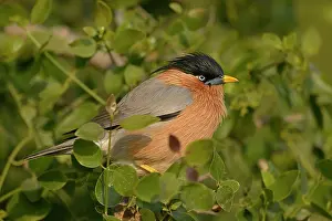 Keoladeo: Brahminy Starling