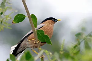 Brahminy: Brahminy Starling - Perched on branch