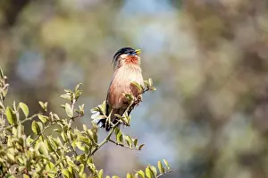 Brahminy: Brahminy Starling - singing on top of bush