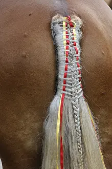 Backs: Braided and decorated tail of a Comtois Horse Maiche Doubs