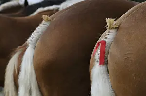 Backs: Braided and decorated tails of Comtois Horses Maiche