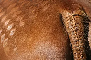Braid: Braided tail checkerboard and a horse horse