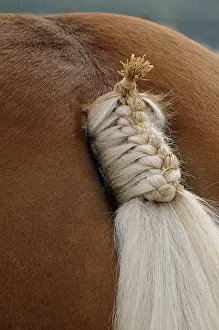 Backs: Braided tail of a Comtois Horse Maiche Doubs