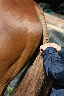 Braid: Braiding the tail of a horse Nasbinals Lozere