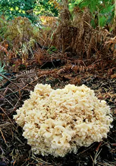 Brain: Brain / Cauliflower Fungus - parasitic on conifer tree