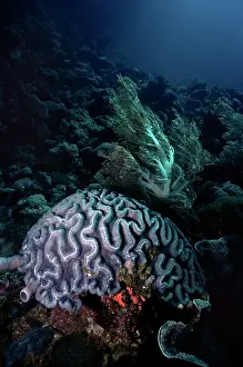 Brain: Brain Coral