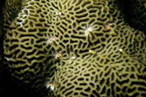 Brain: Brain Coral