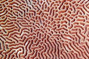 Brain: Brain Coral