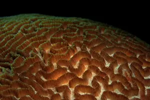 Brain: Brain Coral
