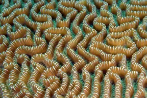Brain: Brain Coral