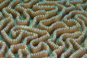 Brain: Brain Coral