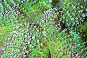 Puzzle: Brain Coral - close up