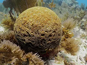 Keys: Brain coral (Diploria labyrinthiformis). Dive site