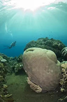 Gunung: Brain Coral - with diver and sun in background