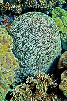 Brain: Brain Coral - this perfect formation could be over