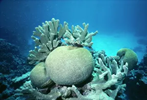 Staghorn: Brain Coral - and Staghorn Coral