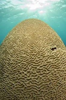Gunung: Brain Coral - with sun in background - Tanjung