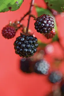 Geometrical: Bramble