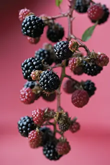 Geometrical: Bramble