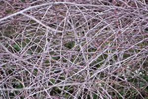 Layers: Bramble