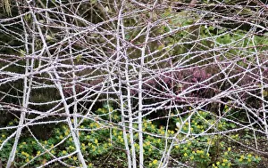 Layers: Bramble