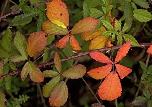Brambles: Bramble branch, with strong autumn colour
