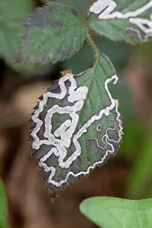 Grub: Bramble Leaf Miner - UK