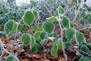 Brambles: Bramble Leaves