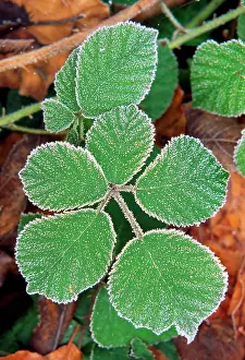 Brambles: Bramble Leaves -