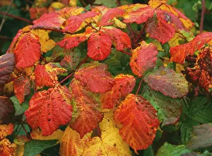 Brambles: BRAMBLE leaves - in Autumn