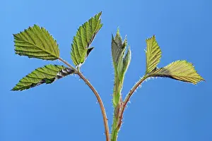 Fruticosus: Bramble - leaves developing in spring