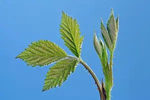 Fruticosus: Bramble - leaves developing in spring