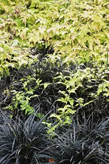 Bramble: Bramble, Ornamental bramble, Rubus, Rubus cockburnianus
