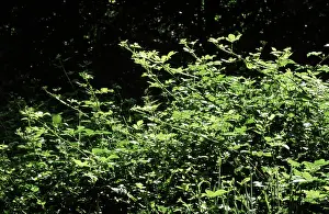 Brambles: BRAMBLES - growing toward the sun