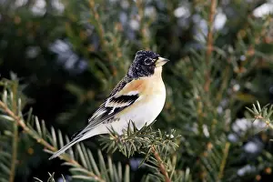 Bramblings: Brambling