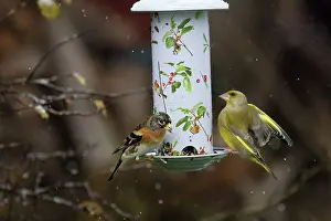 Montifringilla: Brambling