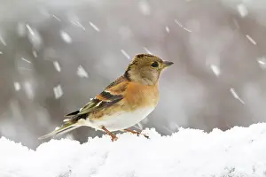 Montifringilla: Brambling