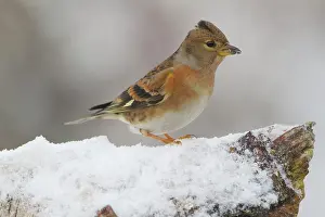 Wijdewormer: Brambling
