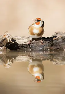 Montifringilla: Brambling