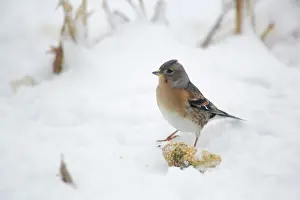 Montifringilla: Brambling