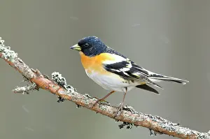 Karelia: Brambling