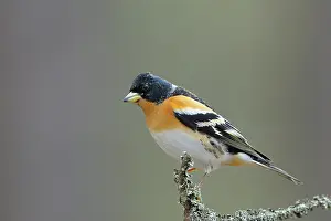 Kuhmo: Brambling