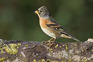 Wijdewormer: Brambling