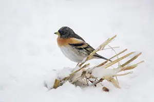 Montifringilla: Brambling